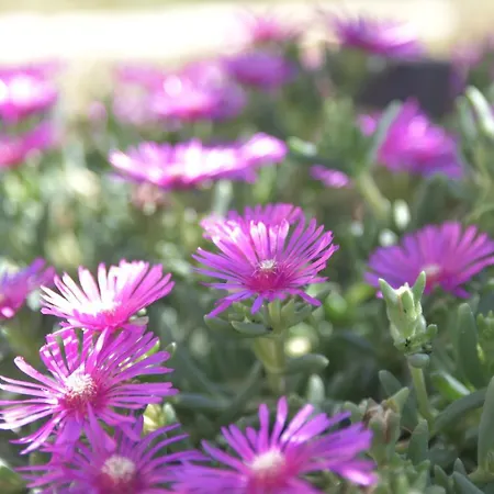 Luger 2. Stock Apartment