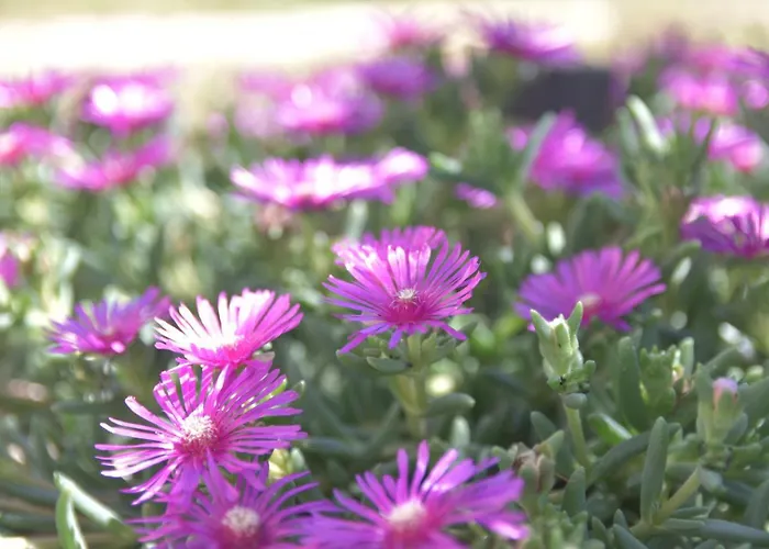 Luger 2. Stock דירה